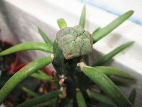 蟹爪兰几月嫁接最合适 叶仙嫁接蟹爪兰视频教程