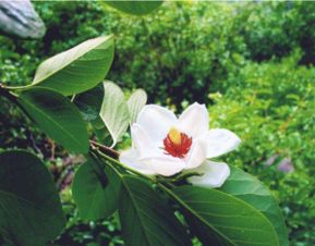 被子植物门有哪些纲 植物界有几个门几个纲