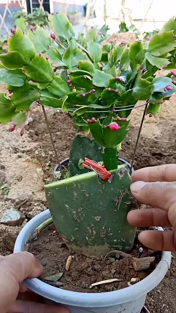 蟹爪兰嫁接时间和方法 怎么嫁接蟹爪兰成活率高