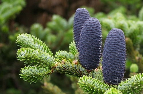 裸子植物五大类 常见的裸子植物五大类