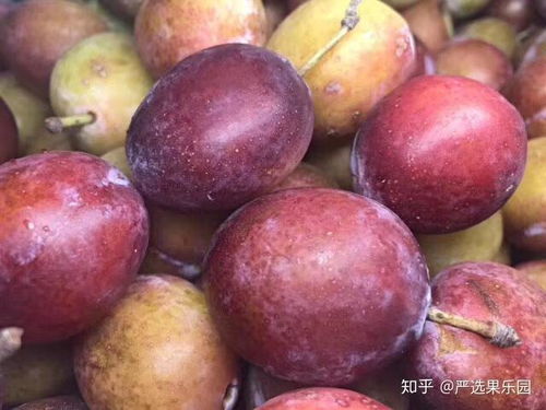 西梅是李子为什么叫梅 为啥西梅和李子一个味