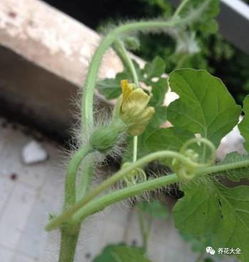 西瓜授粉最佳时间 西瓜怎样人工授粉视频