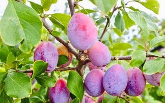 西梅和李子哪个营养价值高 为啥西梅和李子一个味