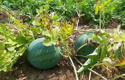西瓜几月份就没有了 西瓜一般到几月份结束