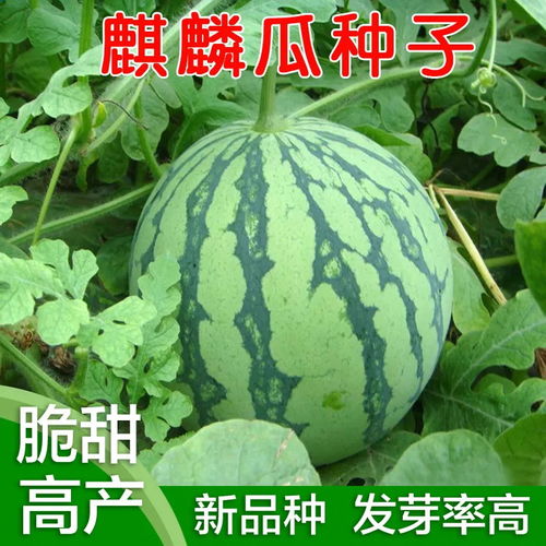 西瓜8424什么意思 麒麟瓜和8424哪个好吃