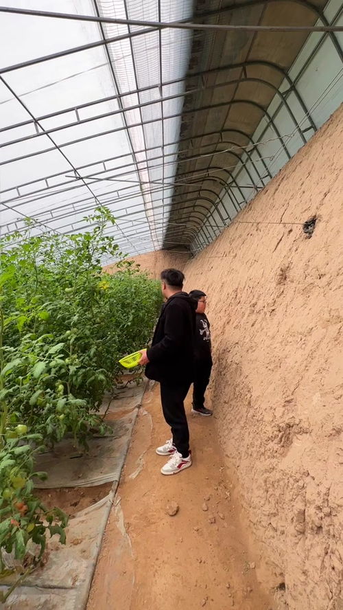 西红柿为啥叫普罗旺斯 普罗旺斯与一般西红柿的区别