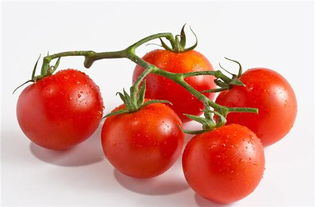 西红柿立秋之后长不长了 西红柿几月就不结果了