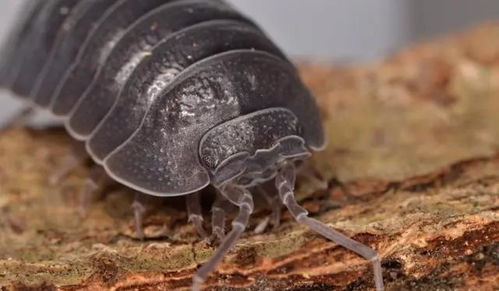 西瓜虫又叫什么虫 西瓜虫是益虫还是害虫