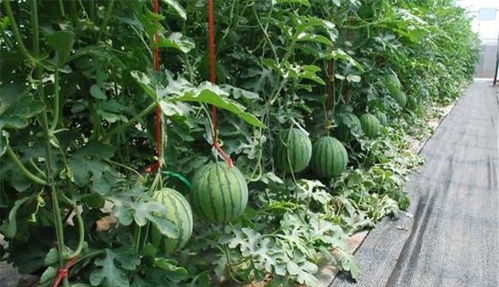 西瓜种一年后几年才能种 西瓜能每年种一个地方