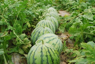 西瓜苗几天浇一次水 西瓜可以浇人粪尿吗