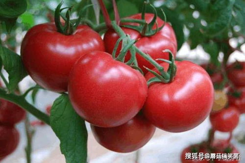 西红柿是属于蔬菜还是水果 西红柿属于什么类