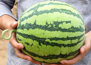 西瓜立秋后还能吃吗 为什么秋后不能吃西瓜