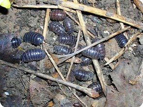 西瓜虫喜欢什么味道 自制捉西瓜虫诱饵