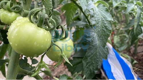 西红柿挂果后怎么浇水 西红柿最忌讳的肥料