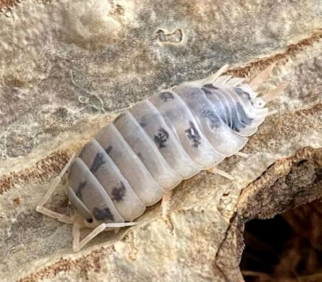 西瓜虫能当宠物养吗 西瓜虫的寿命是几天