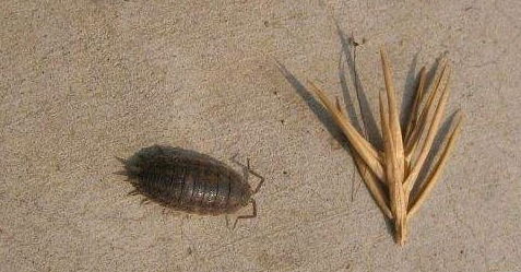西瓜虫用什么药杀死 杀死西瓜虫的最好方法