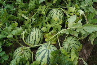西瓜籽可以种出西瓜来吗 种植西瓜用什么肥料最佳