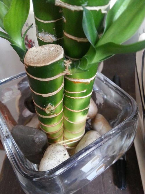 观音竹几天换一次水 三支观音竹禁忌