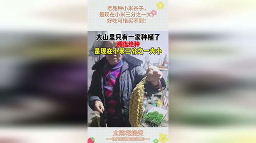 谷子是大米还是小米 小米与谷子是一个品种吗