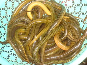 诱捕黄鳝的绝密配方 引诱黄鳝最快的五种药