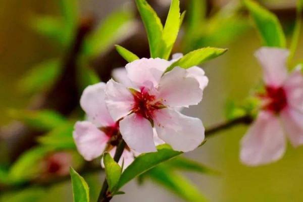 观赏桃花树上结的桃可以吃吗 路边的观赏桃花可以吃吗