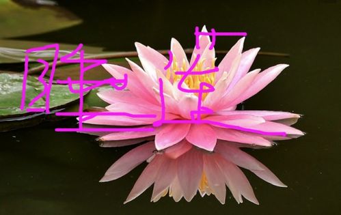 要多久才知道菜莲还是碗莲 如何分辨菜藕种和碗莲种呢