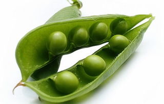 豌豆怎么泡发做豆芽 新鲜豌豆发芽步骤