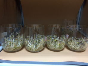 豆芽怎么发快又好的建议 怎么才让豆芽长得又好又快的