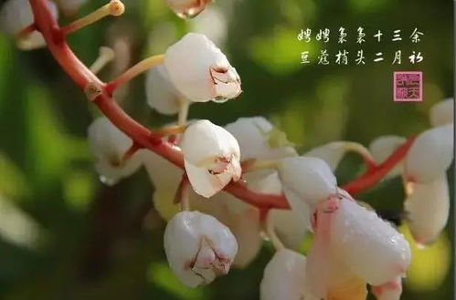 豆蔻梢头二月初几岁 豆蔻梢头是代表什么意思