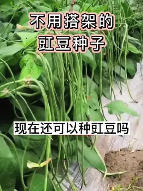 豆角最晚几月份种 豆角从种到收需要多少天