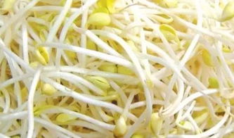 豆芽为啥要掐头掐尾 绿豆芽的根须需要扯掉吗