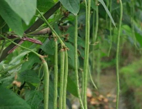 豇豆为什么又读豇豆 缸豆和豇豆的读音区别