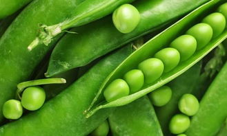 豌豆北方可以种几茬 立秋后可以种豌豆吗
