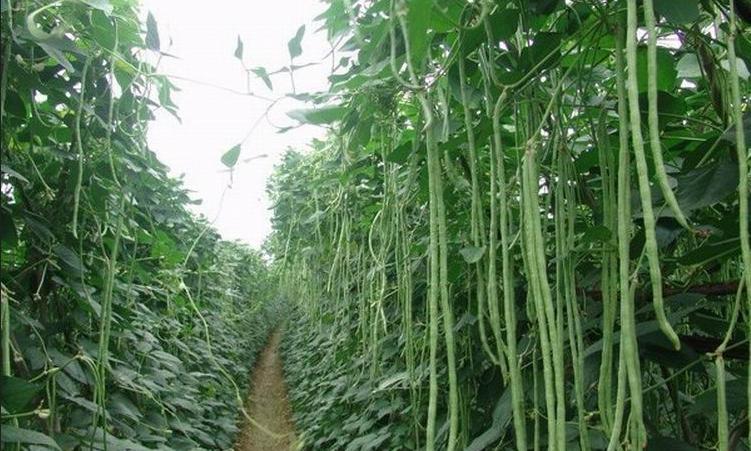 豆角一个坑放几粒种子 豆角从种到收需要多少天