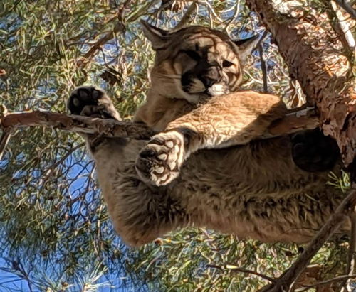 豌豆长在树上还是藤上 结豌豆的树是什么树