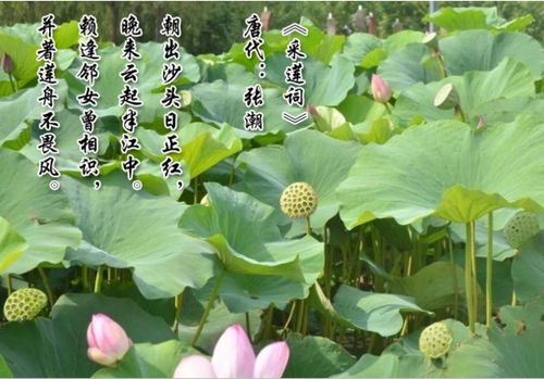 赞美莲蓬的名言佳句 最经典的莲蓬诗句
