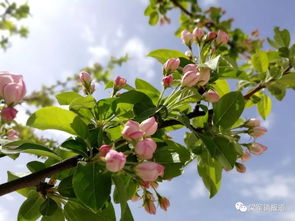 赤霉素十磷酸二氢钾十尿素 磷酸二氢钾加红糖喷施功效