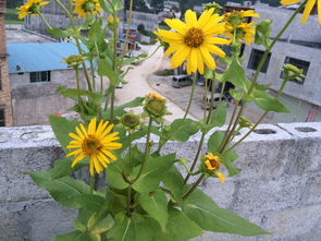 跟向日葵很像的花叫什么 像菊花又像向日葵的小花