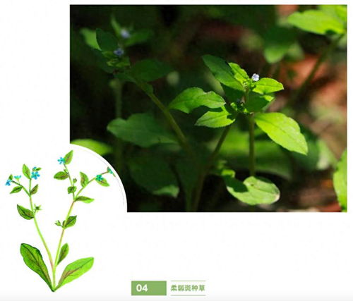 路边紫色的小野花叫什么 绿化路边花草品种大全