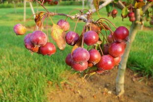 路边绿化带的海棠果能吃吗 不能吃的海棠果图片