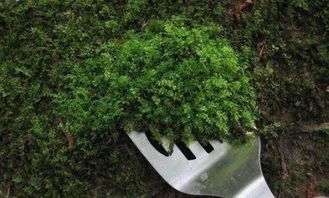 路边挖的苔藓可以种活吗 野外的苔藓挖回家怎么养