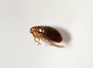 跳蚤最怕3个克星 消灭跳蚤最好最快的方法
