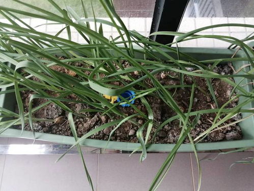 辣椒开花怎么授粉 阳台种辣椒只开花不结果