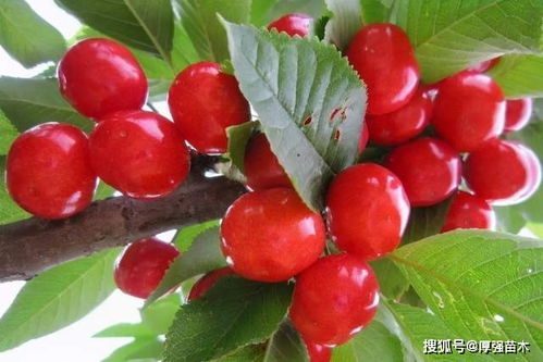 车厘子树有没有公母 车厘子树寿命一般多少年