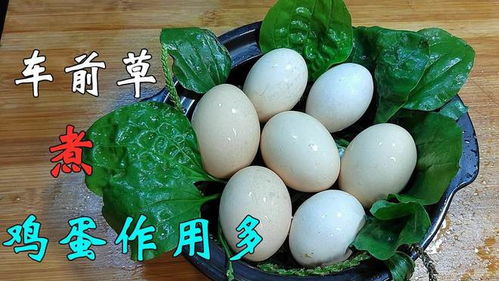 车前草煮鸡蛋治什么病 车前草多久喝一次最好