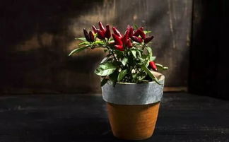 辣椒需要授粉才能结果吗 辣椒开花后就掉了不结果实