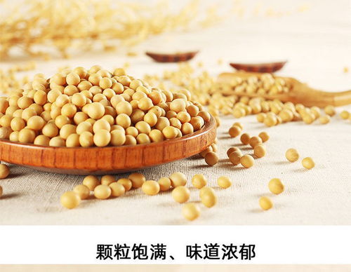 转基因豆浆喝多了会怎样 东北黄豆很圆是转基因