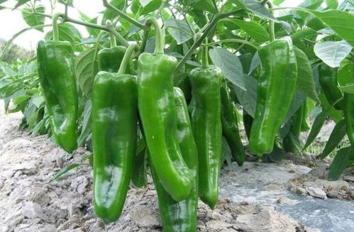 辣椒最忌施什么肥料 辣椒最好的肥料