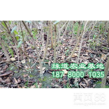 车厘子树苗批发基地 成都温江苗木批发市场