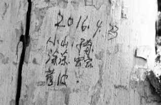 迎客松死亡原因 真正的迎客松死了没有